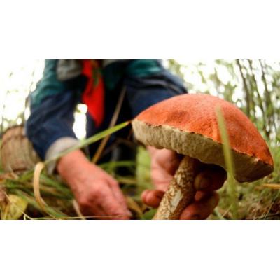 Необходимо знать, что у большинства съедобных грибов имеются 'ложные двойники'