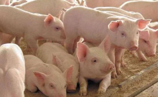 Замминистра: 62% необходимых продуктов питания производятся внутри Армении