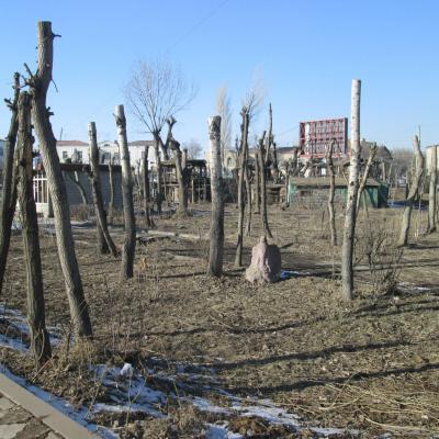 Обезглавленные деревья