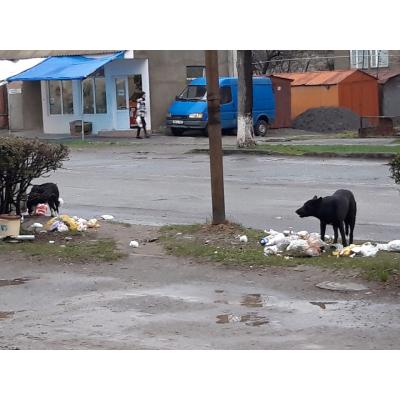 Зловонный ЖКХ-арт в Ванадзоре